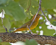 Summer Tanager